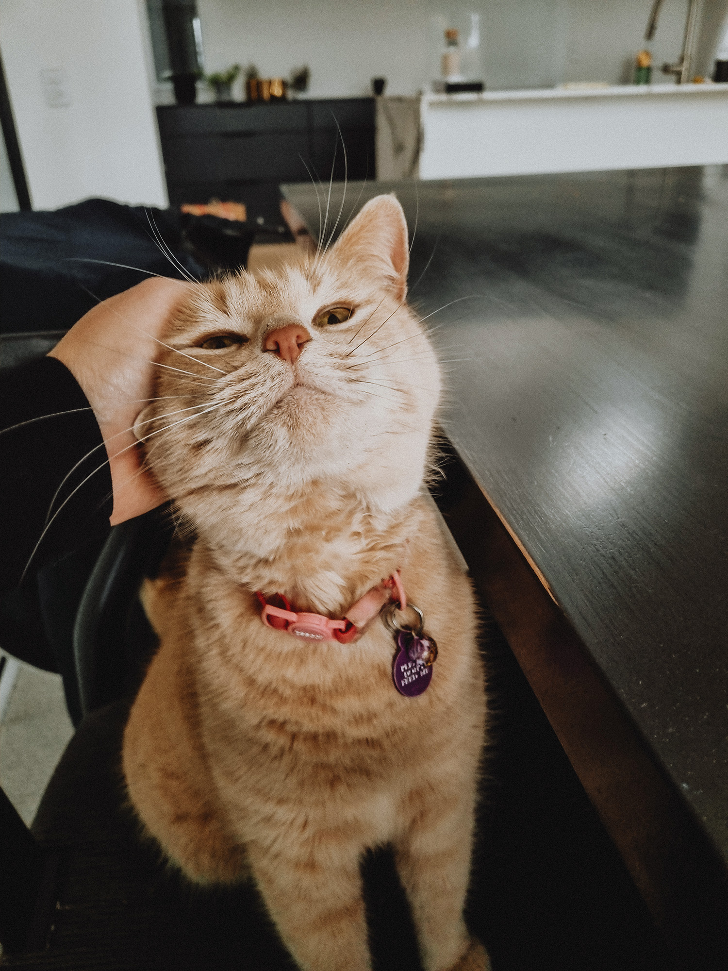 Honey Puss - Neighbours Cat